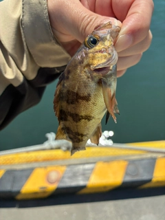 メバルの釣果