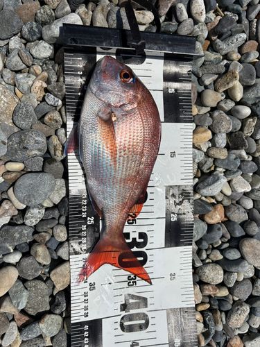 マダイの釣果