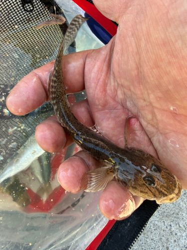 ハゼの釣果