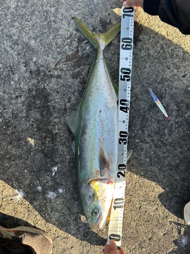 ハマチの釣果