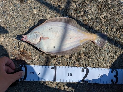 マガレイの釣果