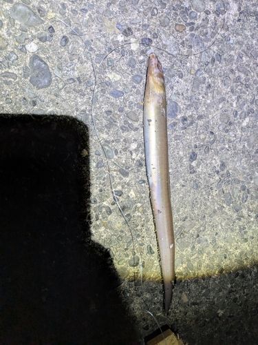 マアナゴの釣果