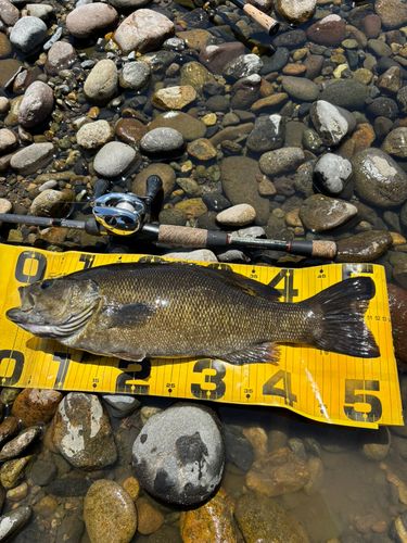 スモールマウスバスの釣果