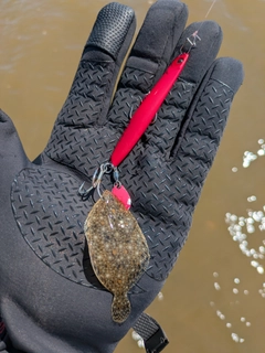ヒラメの釣果