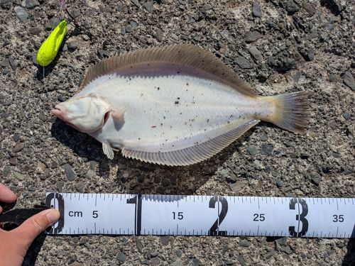 マガレイの釣果