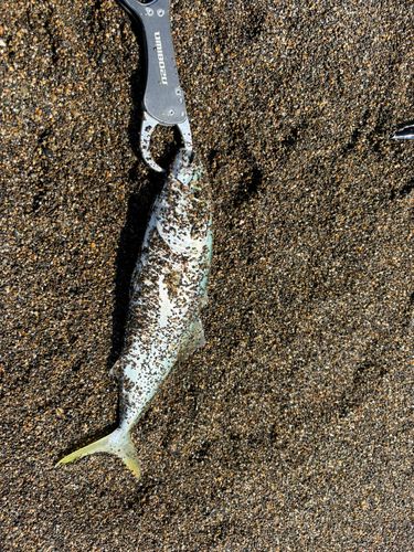 ツバイソの釣果
