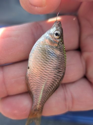 タイリクバラタナゴの釣果