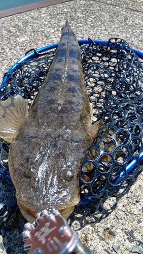 マゴチの釣果