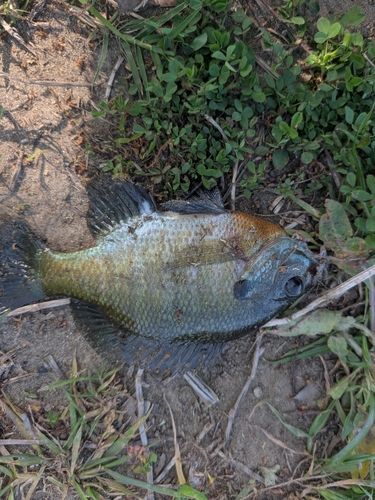 ブルーギルの釣果