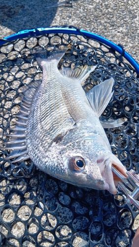 キビレの釣果
