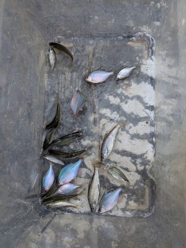 タモロコの釣果