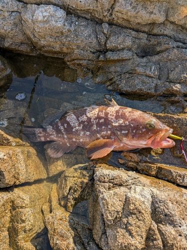 アコウの釣果