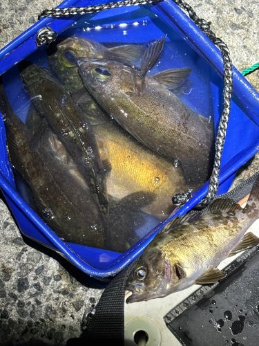 クロメバルの釣果