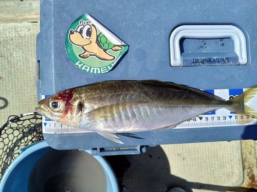 マアジの釣果