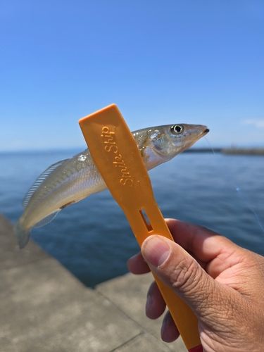 シロギスの釣果
