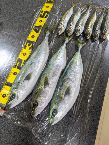 イナダの釣果