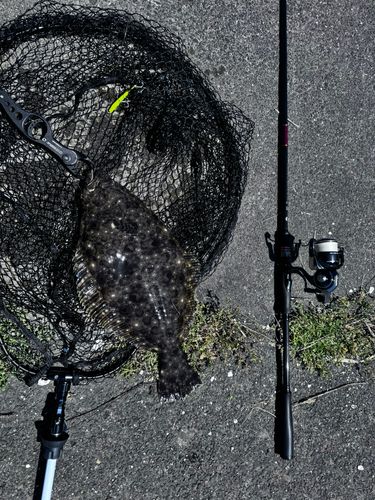 ヒラメの釣果