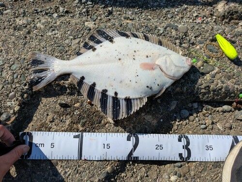 カワガレイの釣果