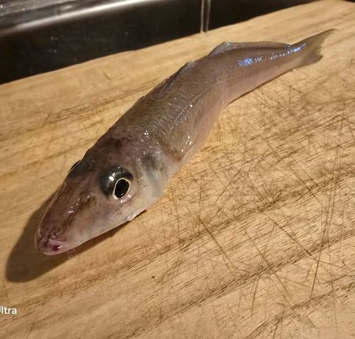 キスの釣果