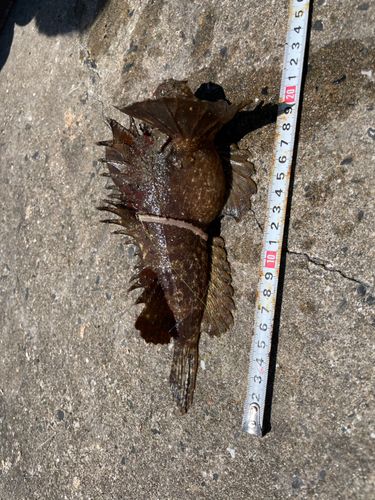 オニオコゼの釣果