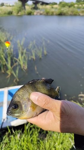 ブルーギルの釣果