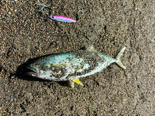 ワカシの釣果
