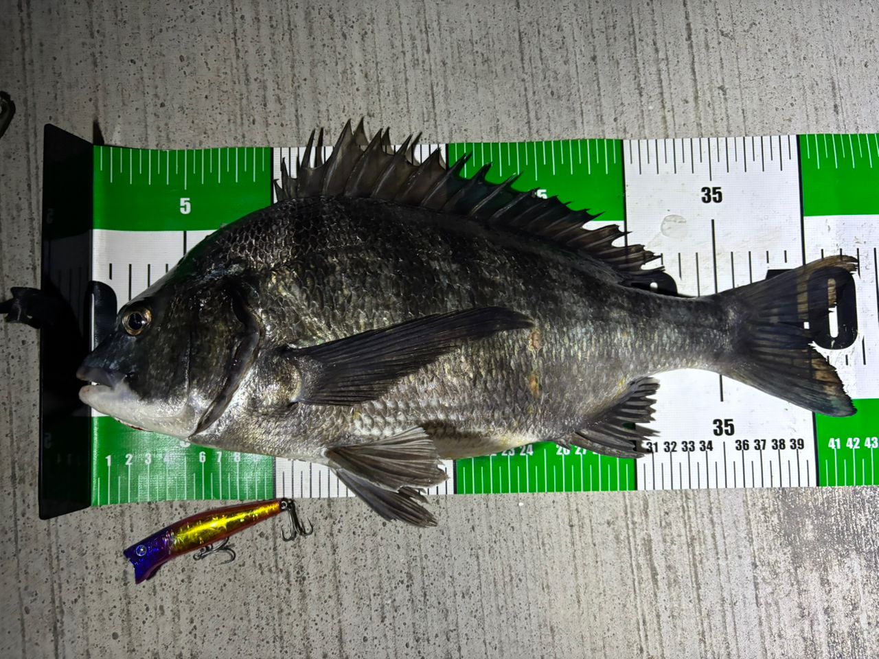 SHIMANO ディアルーナ MB S806ML-4の最安値・インプレ・釣果 | 本音の