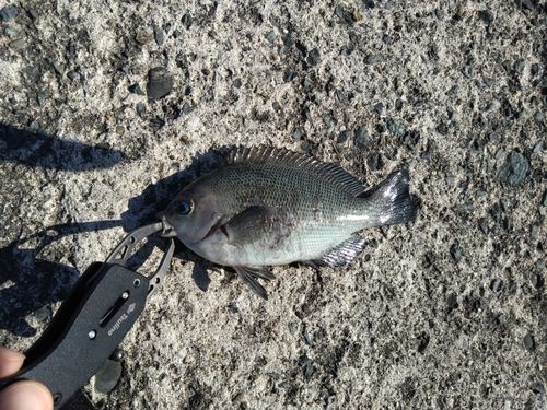 グレの釣果