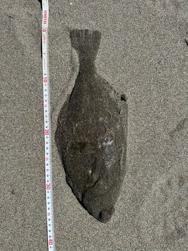 カレイの釣果