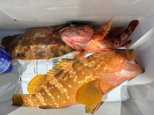 アコウの釣果