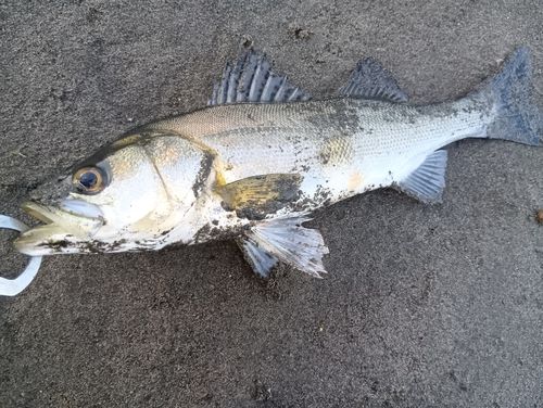 茨城県で釣れたライギョの釣り・釣果情報 - アングラーズ | 釣果600万