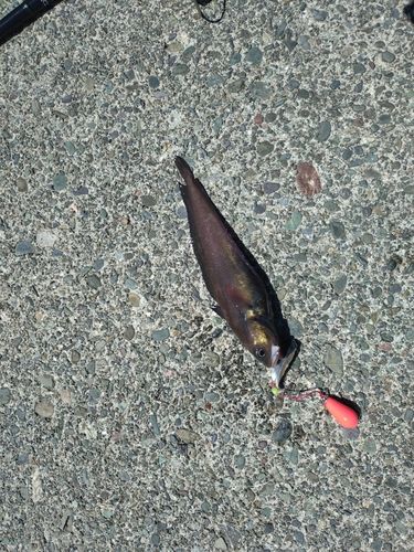 ドンコの釣果