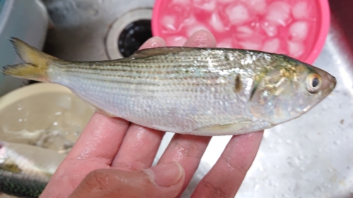 コノシロの釣果