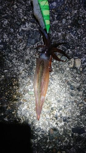 スルメイカの釣果