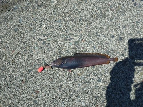 ドンコの釣果