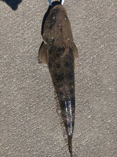 マゴチの釣果