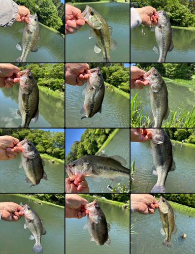 ラージマウスバスの釣果