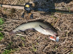 ナマズの釣果