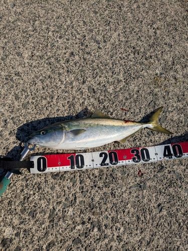 イナダの釣果