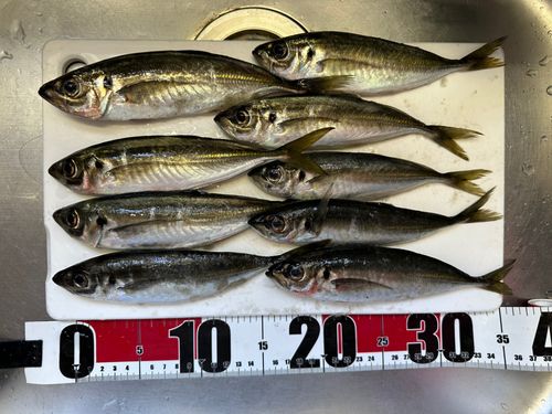 アジの釣果
