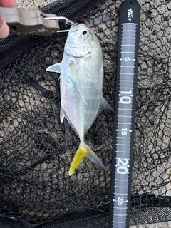 メッキの釣果