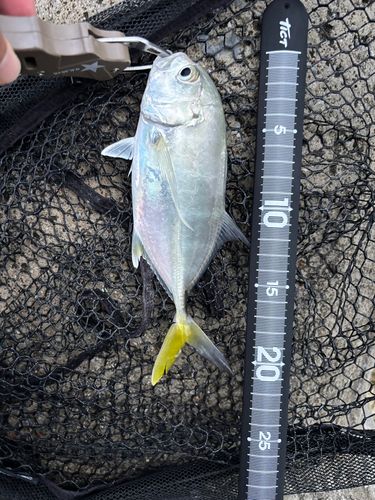 メッキの釣果