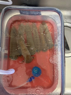 釣果