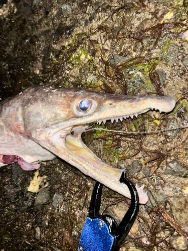 ハモの釣果