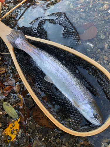 ニジマスの釣果