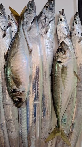 タチウオの釣果