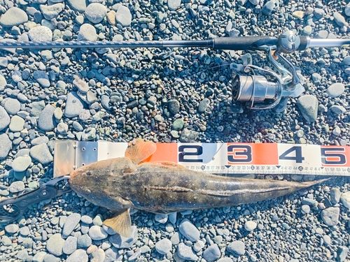 マゴチの釣果