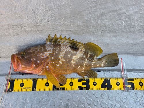 キジハタの釣果
