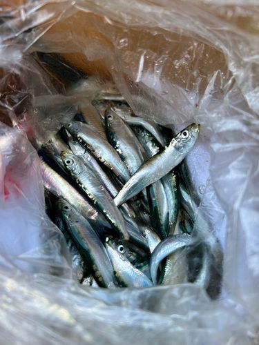 イワシの釣果