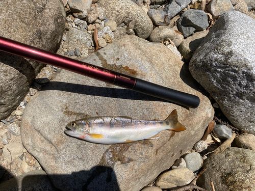 ヤマメの釣果
